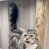 Photo of Bartholomew Ragamuffin