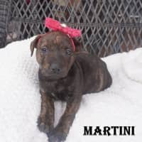 Photo of Martini