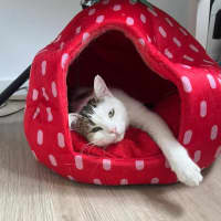 Photo of Hazel