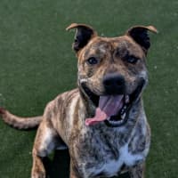 Photo of Rex Imp 1342