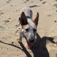 Photo of Xena