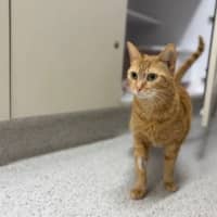 Photo of Marmalade