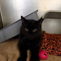 Photo of Apollo