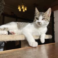 Photo of Mr White   Located In Reservoir