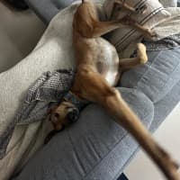 Photo of Hughie