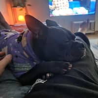 Photo of Letti   2 Year Old Boston Terrier X Staffy