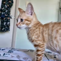 Photo of Simba