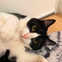 Photo of Charlie   Located In Brunswick West