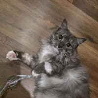 Photo of Cornelius