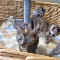 Photo of Tassie Devil 