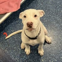 Photo of Luna