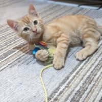 Photo of Mochi   In Foster Care In Reservoir