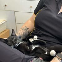 Photo of Oreo
