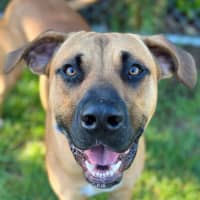 Photo of Rocko