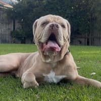 Photo of Lloyd   2 Year Old Aussie Bulldog X