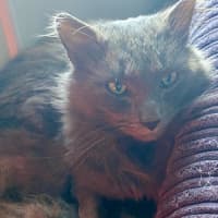 Photo of Morris 💙