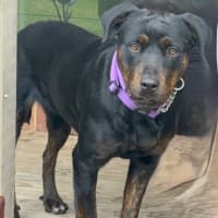 Photo of Lucy