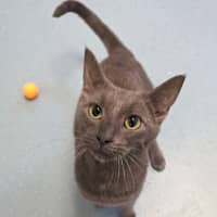 Photo of Chess And Tess