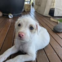 Photo of Mink