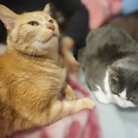 Photo of Theo & Ronnie