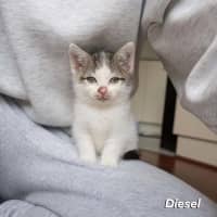 Photo of Diesel
