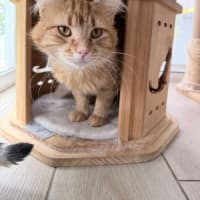 Photo of Gingerbread