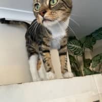 Photo of Wally 😻 Barn Farm Cat