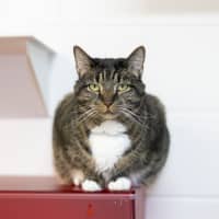 Photo of Tiger  Lily