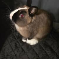 Photo of Oliver