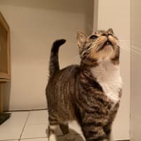 Photo of Chester   Located In Richmond