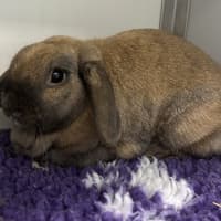 Photo of Peta (Bonded To Frankie)