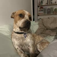 Photo of Bulla   10 Month Old Cattle Dog X Shar Pei