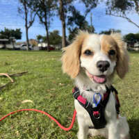 Photo of Elsa   11 Month Old Cavalier X