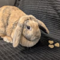 Photo of Miffy