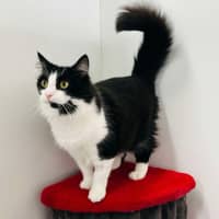 Photo of Merlin   Located In Hawthorn East