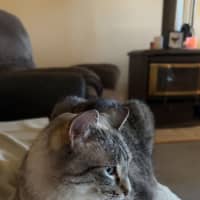Photo of Tigg (14yrs) & Diesel (9yrs)