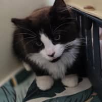 Photo of Harriet