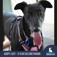 Photo of Lucy   4 Year Old Greyhound