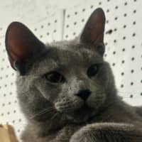 Photo of Sterling 😻🧵🧶