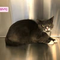 Photo of Butternut
