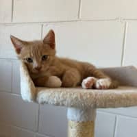 Photo of Bagel