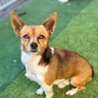 Photo of Baxter