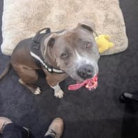 Photo of Oatmeal Cookies