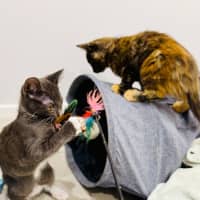 Photo of Dora And Tom