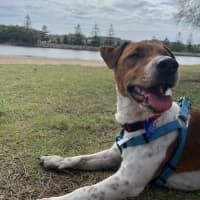 Photo of Fenton   2 Year Old Jack Russell