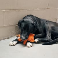 Photo of Luna