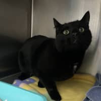 Photo of Shadow