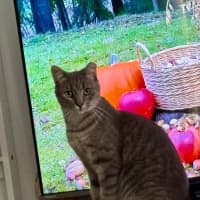 Photo of Blueberry