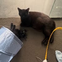 Photo of Mystique (With Panda)