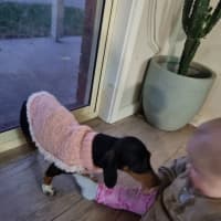 Photo of Dixie